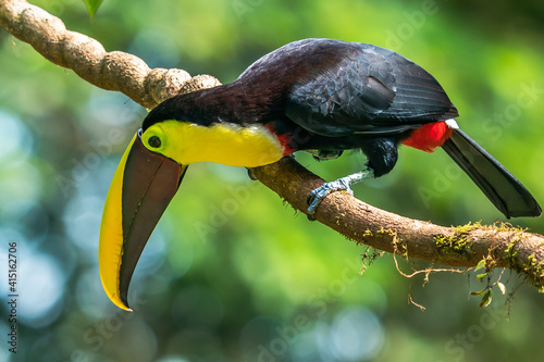 Bird with open bill, Chesnut-mandibled Toucan sitting on the branch in tropical rain with green jungle in background. Wildlife scene from nature. photo
