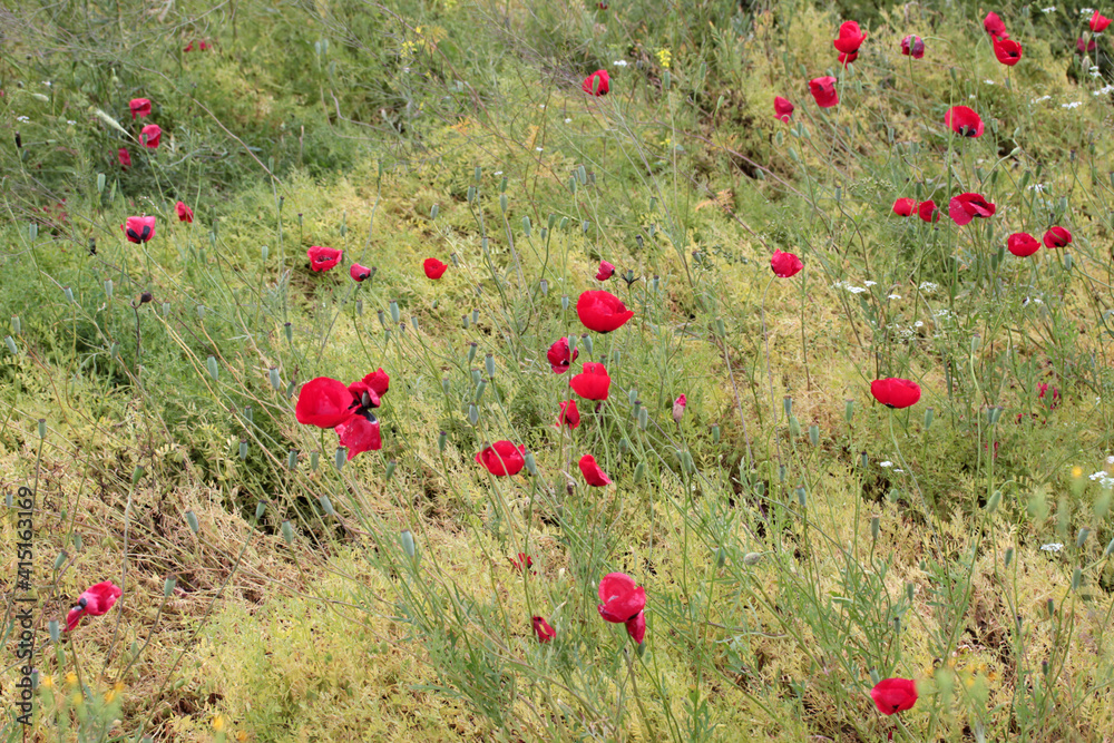 Fototapeta premium Poppy flowers in the countryside.