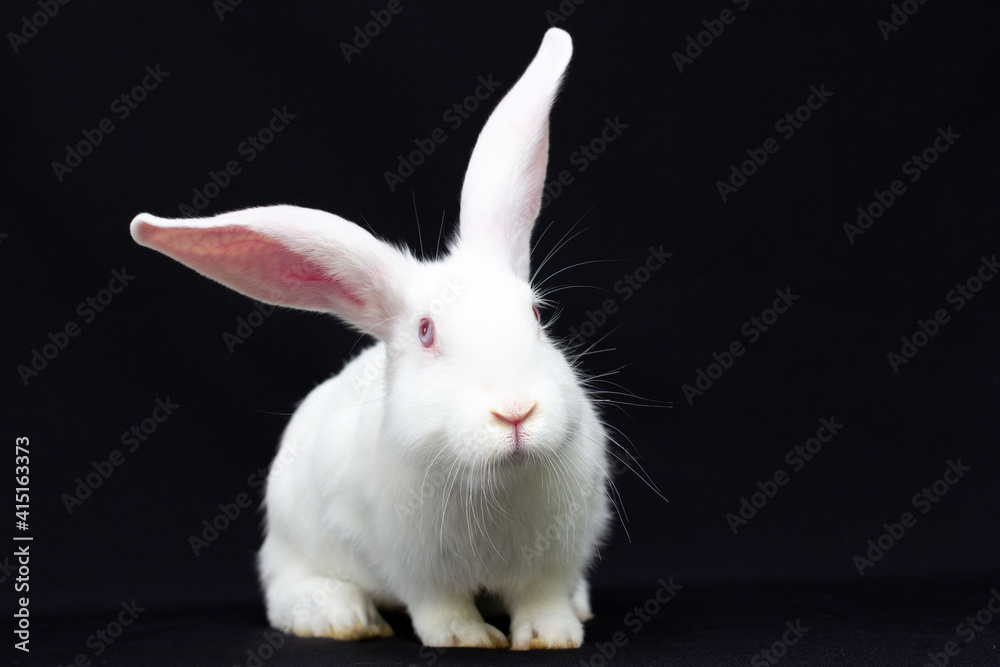 White fluffy rabbit on a black background White fluffy rabbit on a black background