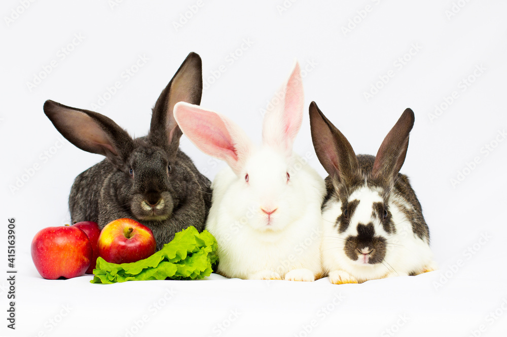 Fototapeta premium Three rabbits with apples isolated on a white background.