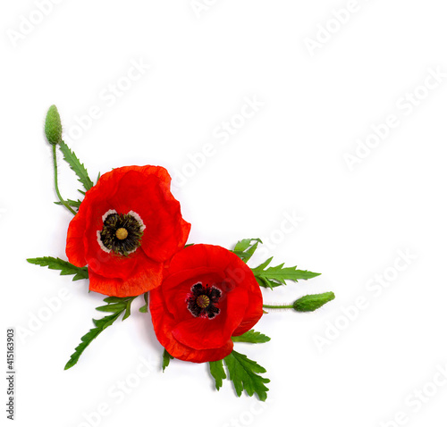 Flowers red poppy and buds ( Papaver rhoeas, corn poppy, corn rose, field poppy, red weed ) on a white background with space for text. Top view, flat lay