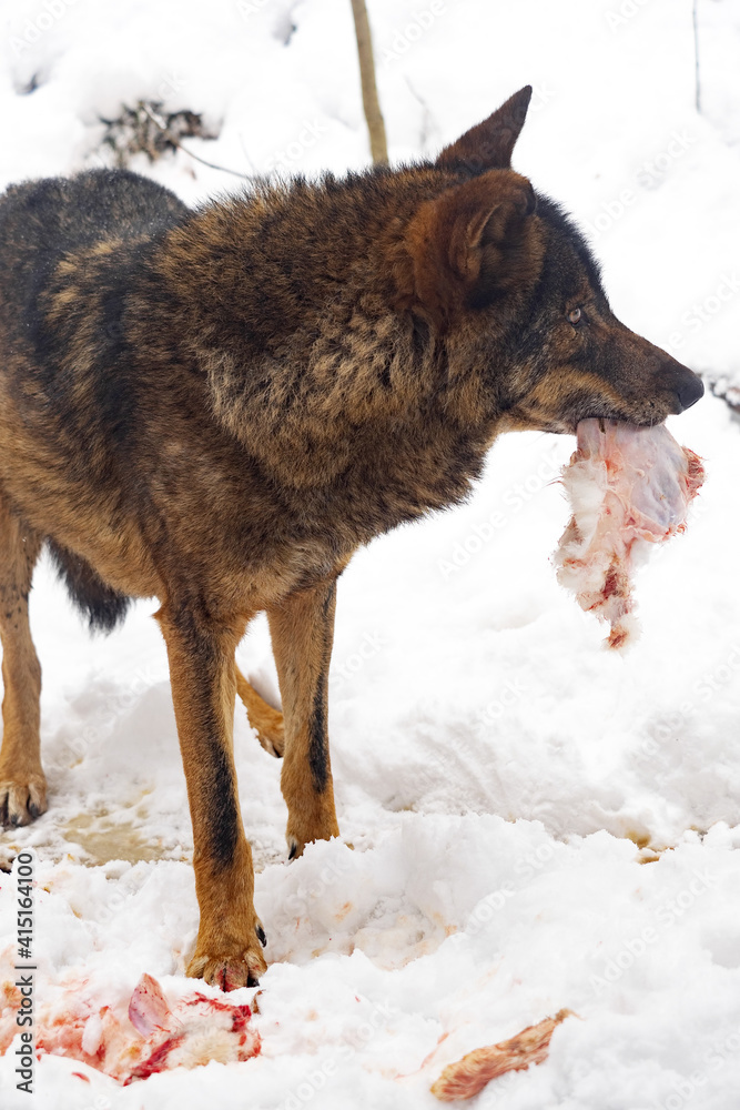 Naklejka premium An Iberian wolf, Canis lupus signatus, eats prey in the snow