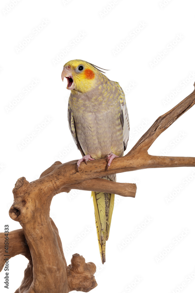 Fototapeta premium Female Cockatiel bird aka Nymphicus hollandicus, sitting on wooden branch. Looking curious to camera. Beak open screaming. Isolated on white background.