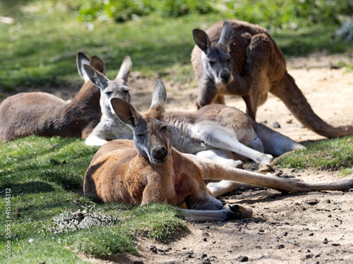 A group of female Red Kangaroo, Macropus rufus, resting on the lawn