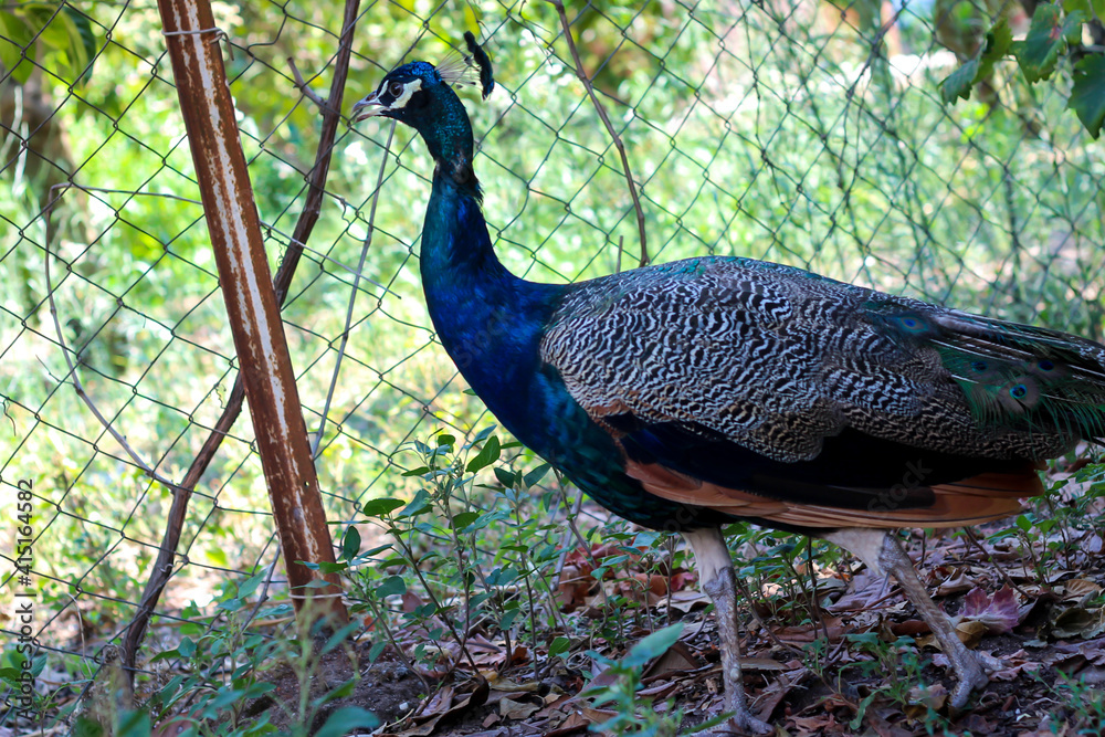 Obraz premium Beautiful peacock with gorgeous colors walking around in the garden. Selective focus.
