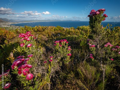 Photography Pink everlasting, pink strawflower or Cape everlasting (Phaenocoma prolifera) with Walker Bay in the background, Fernkloof