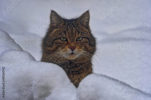 Photography The head of a European wild cat, Felis s