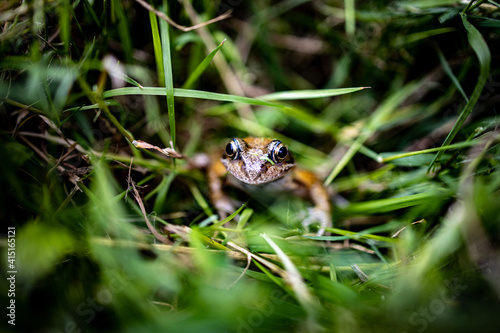 frog in the grass