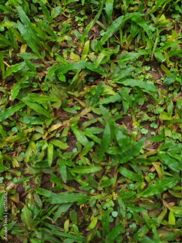 Wallpaper Mural green leaves background Torontodigital.ca