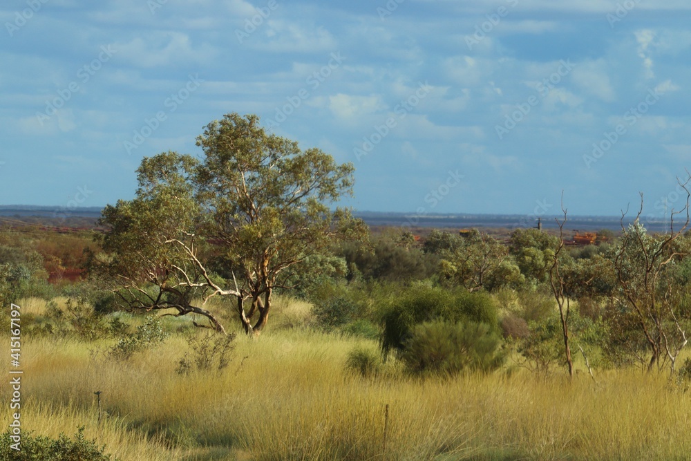 Obraz premium tree in the field