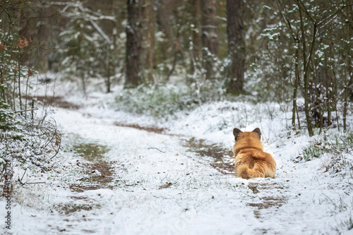 Dog in winter forest, snow-coverd trees and path