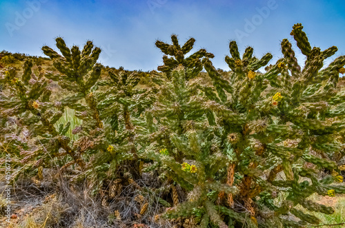Desert succulents  cacti  prickly pear  Cylindropuntia and Opuntia sp.  and yucca on a hillside in Colorado  US