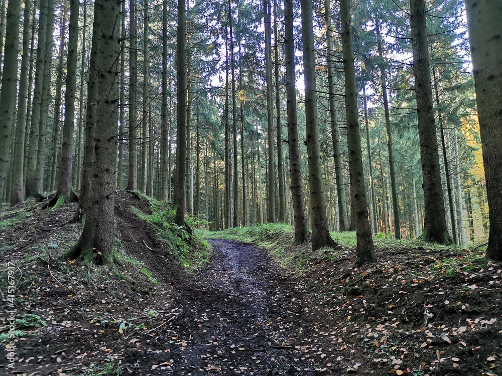 Waldweg