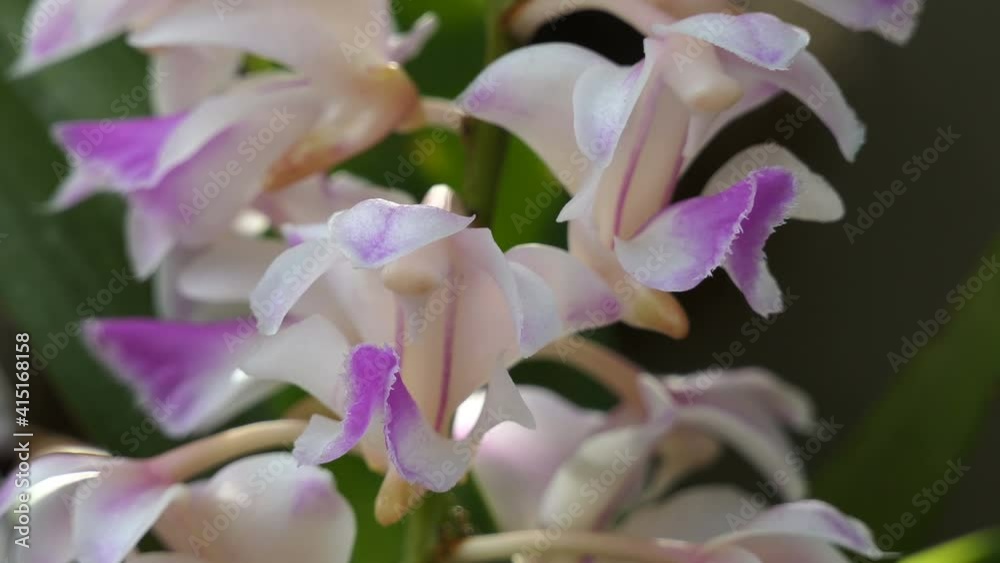 pink orchid - Rhynchostylis gigantea blooming on garden pink orchid - Rhynchostylis gigantea blooming on garden