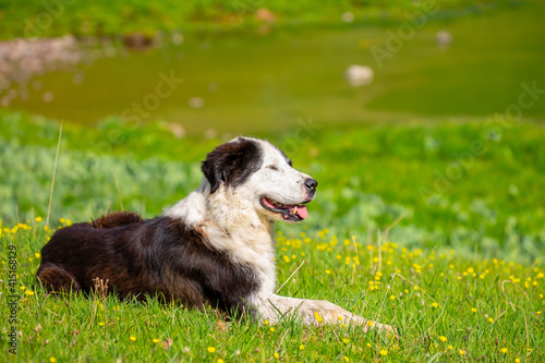 The dog lies in the grass on the nature. Walk with the animals in the park. Animal protection concept with copy space for text. © Vera