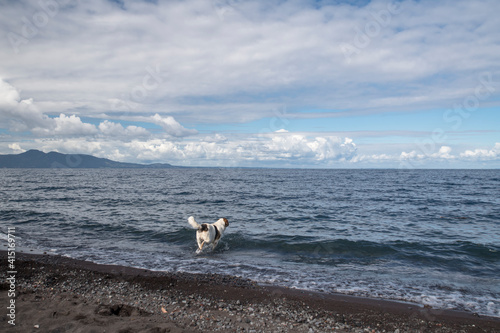 dog on beach entering the sea