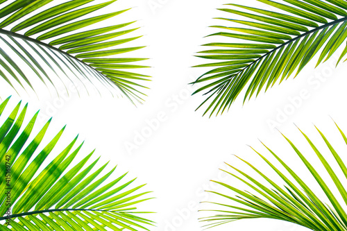 tropical palm leaves isolated on white background