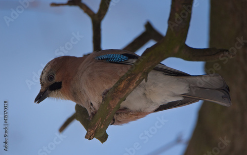 Eurasian jay on a branch