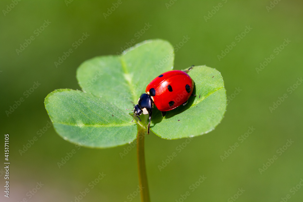 spring messenger, ladybug on flowering branch spring messenger, ladybug on flowering branch