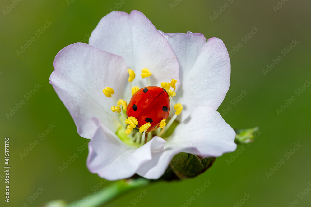 spring messenger, ladybug on flowering branch spring messenger, ladybug on flowering branch