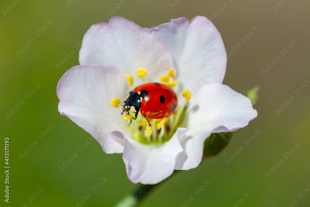 spring messenger, ladybug on flowering branch spring messenger, ladybug on flowering branch