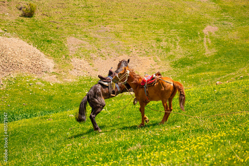Horses Harnessed and saddled, horses frolic and fight in a green meadow. Horseback riding. Against the background of the mountains. Horseback riding.