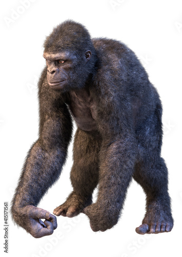 3D Rendering Gorilla Ape on White
