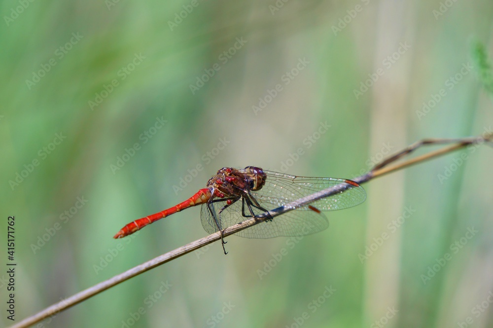 dragonfly on a branch dragonfly on a branch