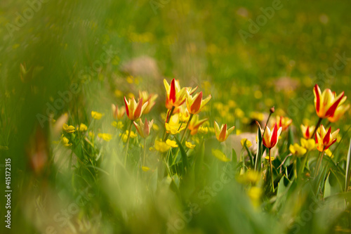 Blooming tulips Kaufman. Field of multi-colored tulips as a concept of holiday and spring. Flowers in a meadow with grass as a background with a place for text and copy space.