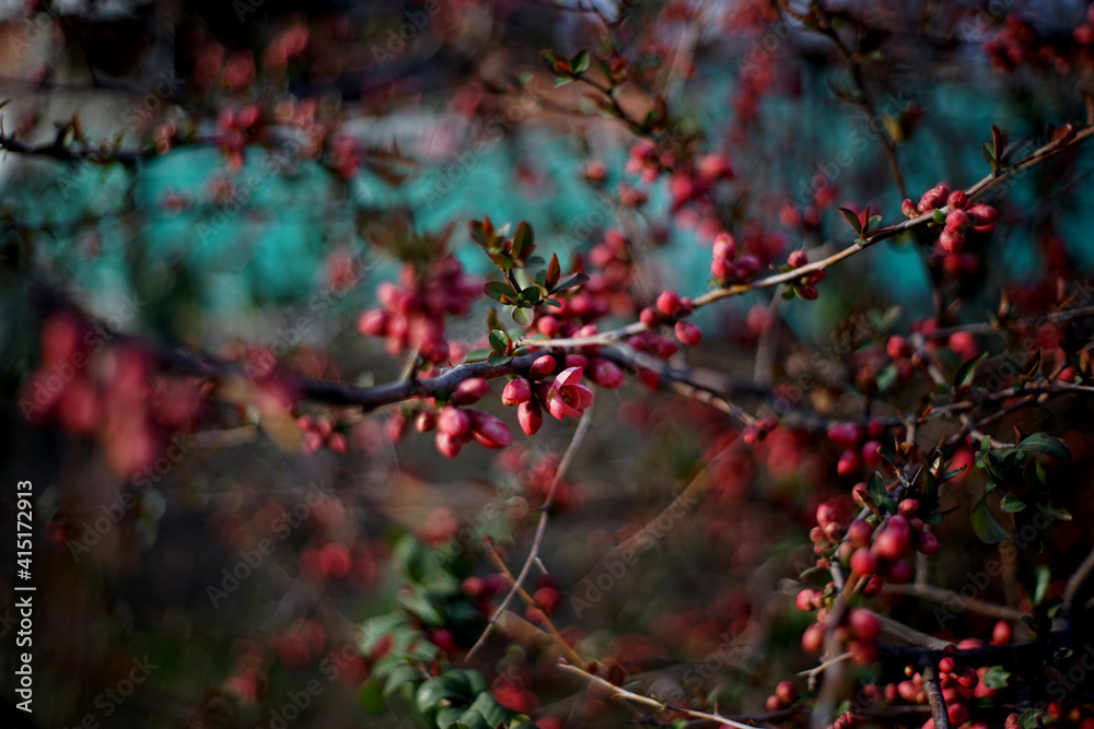 red leaves red leaves