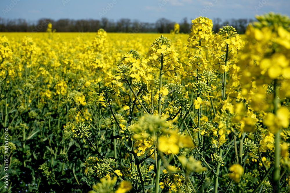 field of yellow flowers field of yellow flowers