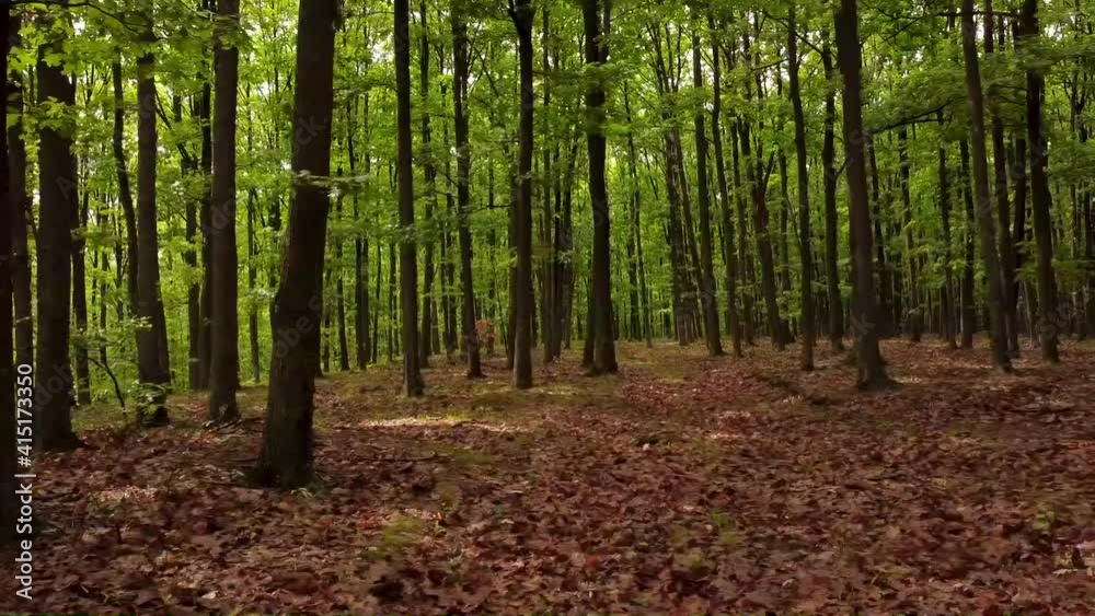 Amazing forest landscape in summer time in a cloudy day aerial video Amazing forest landscape in summer time in a cloudy day aerial video