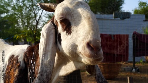 White Beetal goat ruminating face to digestion. Goat moving mouth to digest fodder with slowly motion. photo