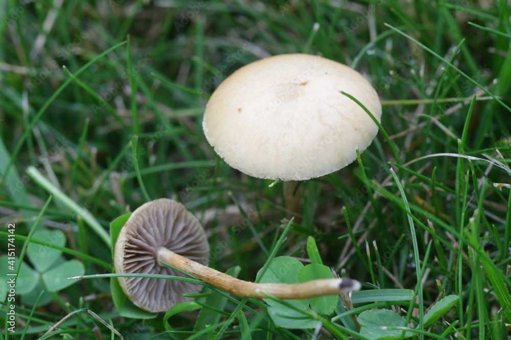 Agrocybe pediales, known as Common Fieldcap, wild mushroom from Finland Agrocybe pediales, known as Common Fieldcap, wild mushroom from Finland