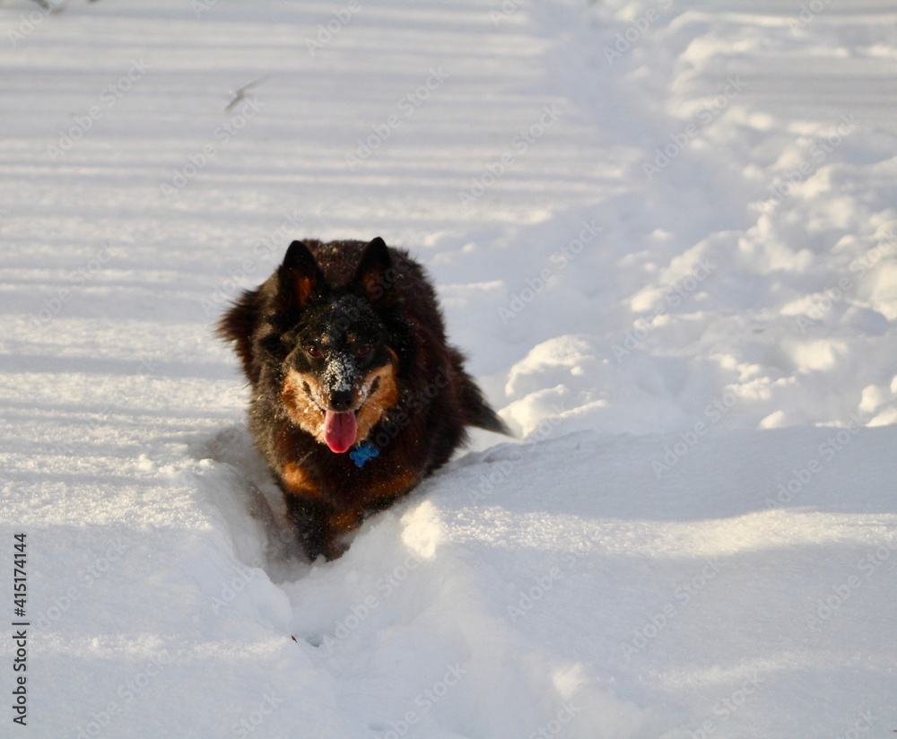 Naklejka premium Australian Cattle Dog Mix walking in deep snow