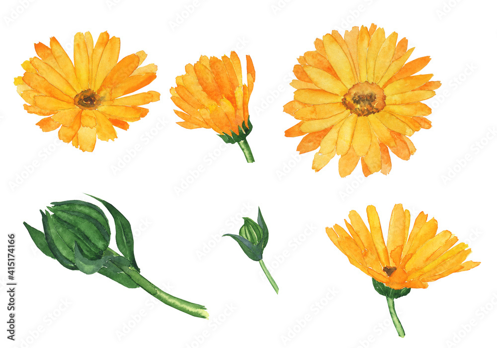 Clip art calendula flower isolated on white background. Watercolor hand painting illustration. Top view. Calendula officinalis. - obrazy, fototapety, plakaty 