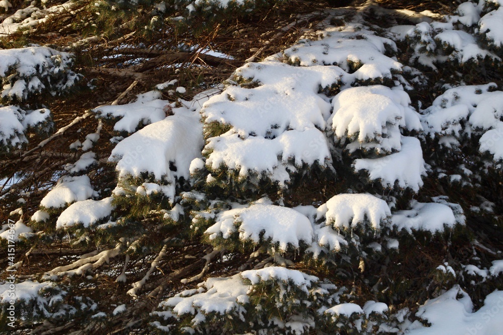 Evergreen tree with heavy snow close up Evergreen tree with heavy snow close up
