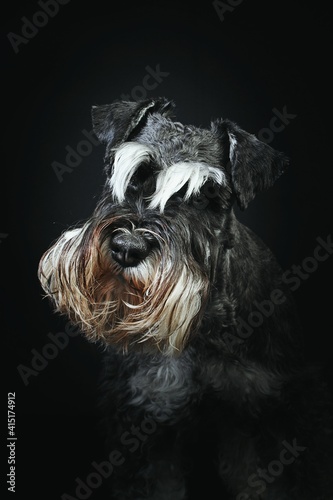 portrait of miniature schnauzer dog black background