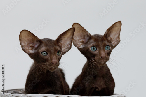 Two Oriental Shorthair cats portrait - Sitting inside a basket 