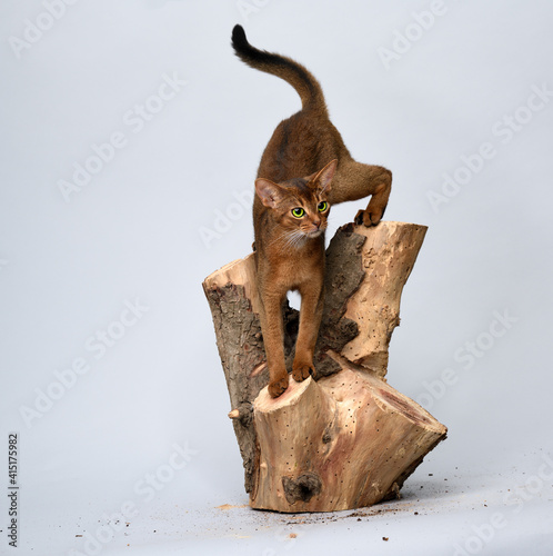 Abyssinian Cat playing on a tree stump