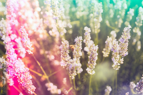Floral indie style toned background with sun glares and light leaks. Honey bee on a blooming lavender field, summer spring botanical design. Romantic feminine style. Retro film photography atmosphere.
