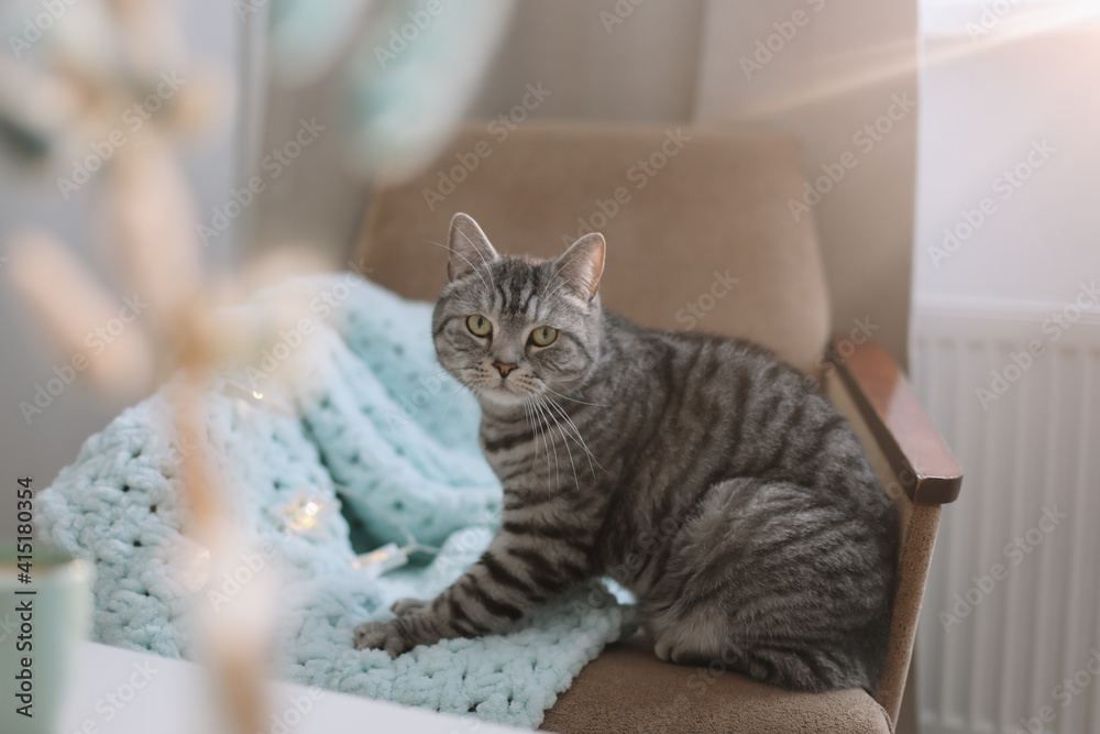 cute cat in a cozy home interior