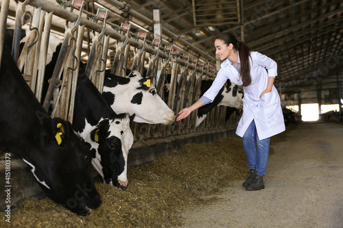 Professional veterinarian and cows on farm. Animal husbandry