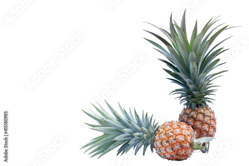 Ripe pineapple fruit with shoots isolated on white background.