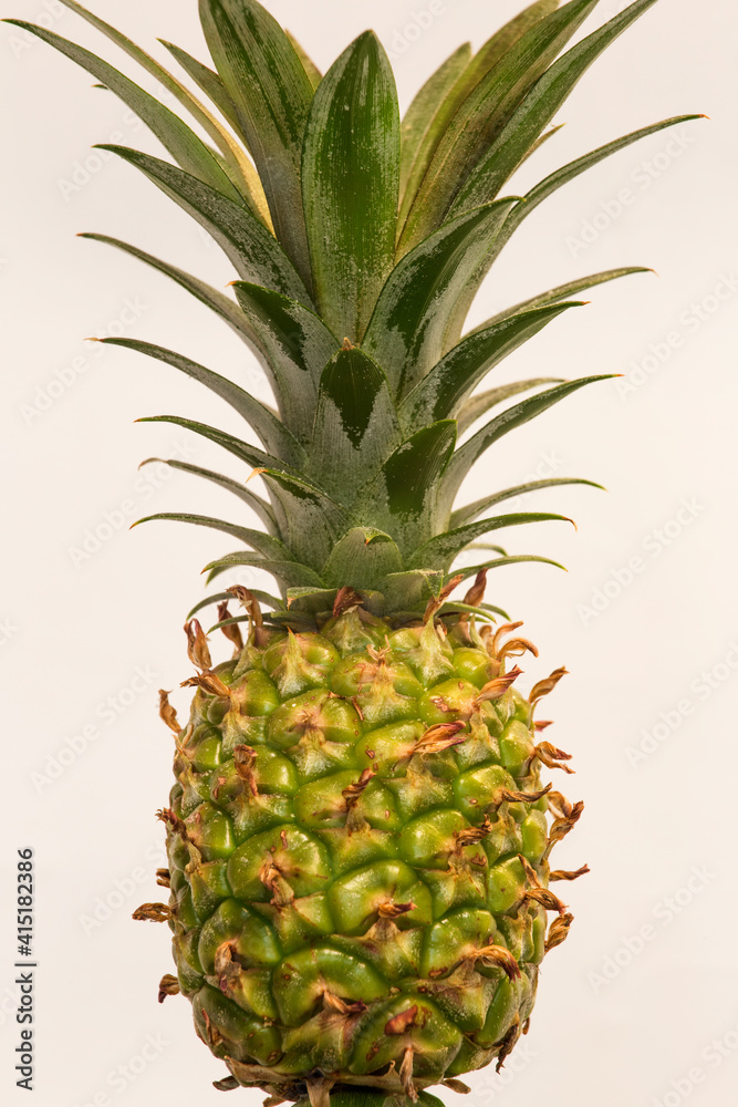 Fototapeta premium Green pineapple growing in a pot