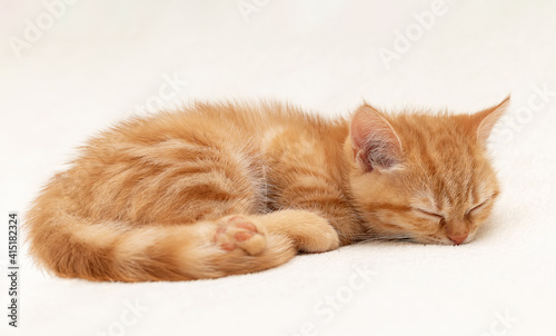 Shorthair red kitten on a light background