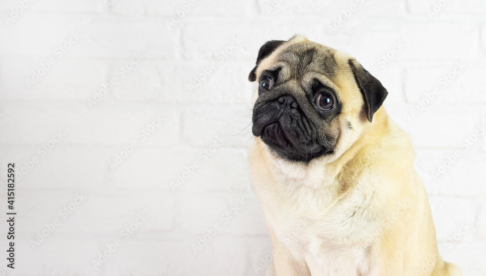 Funny pug dog    on white  background  with copy space . advertising concept .