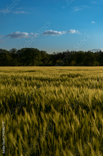 Getreidefeld an einem Sommertag zur goldenen Stunde