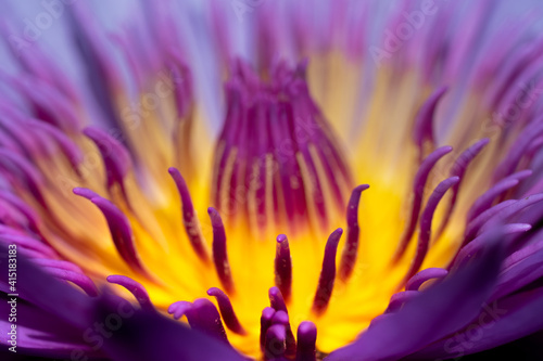 the purple lotus close up in sunshine  it filling sweets and soft Is needed by the  butterfly and insect