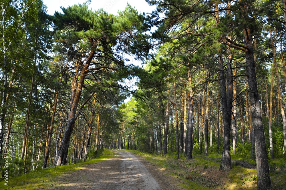 path in the pine forest path in the pine forest